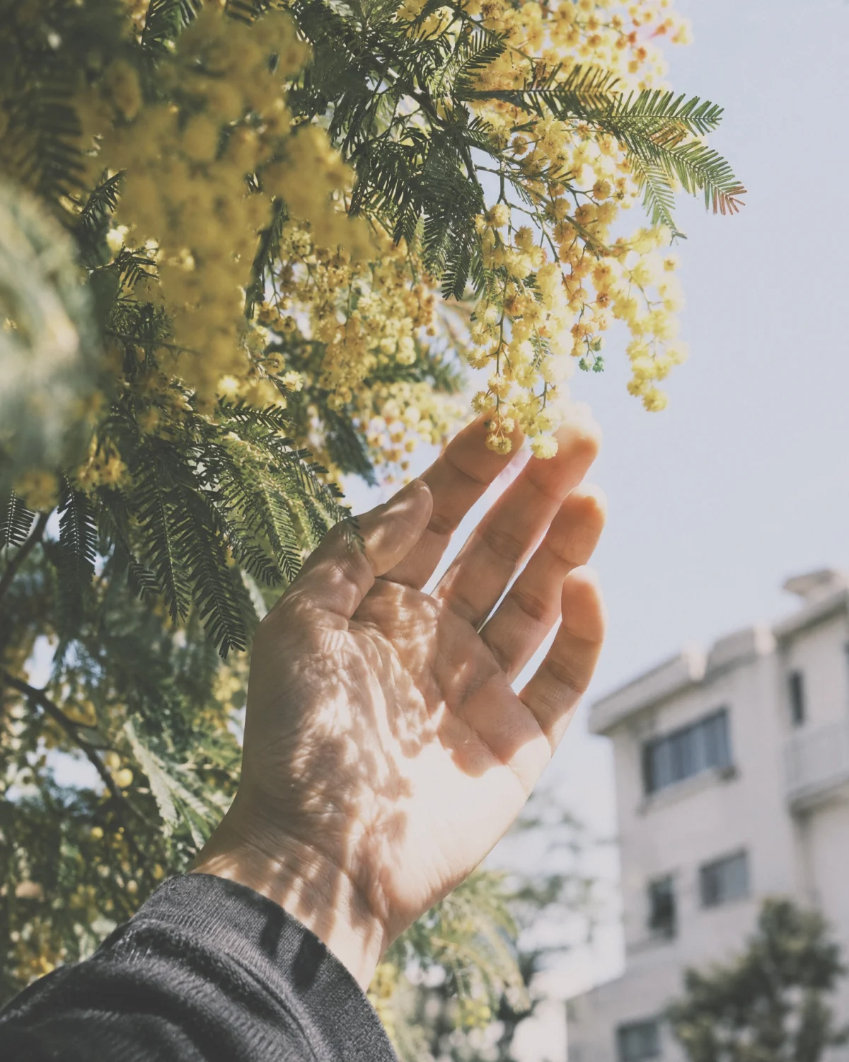 A hand reaching into dappled sunlight beneath yellow mimosa blossoms, with the Type-1 film look
